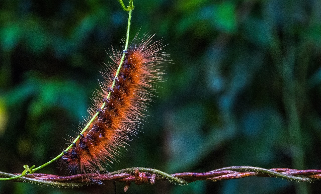 saaudee.com - imagem.pixabay