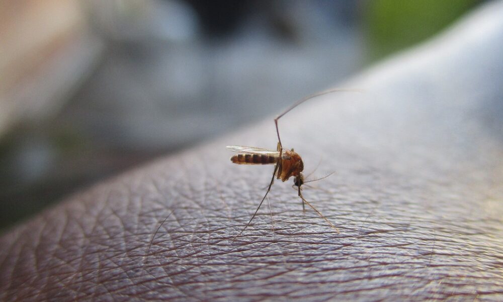 saaudee.com - imagem.freepik