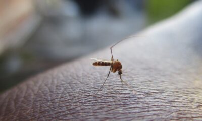 saaudee.com - imagem.freepik