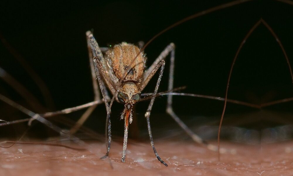 saaudee.com - imagem.freepik