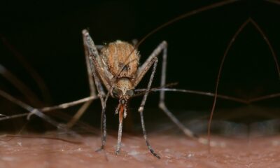 saaudee.com - imagem.freepik