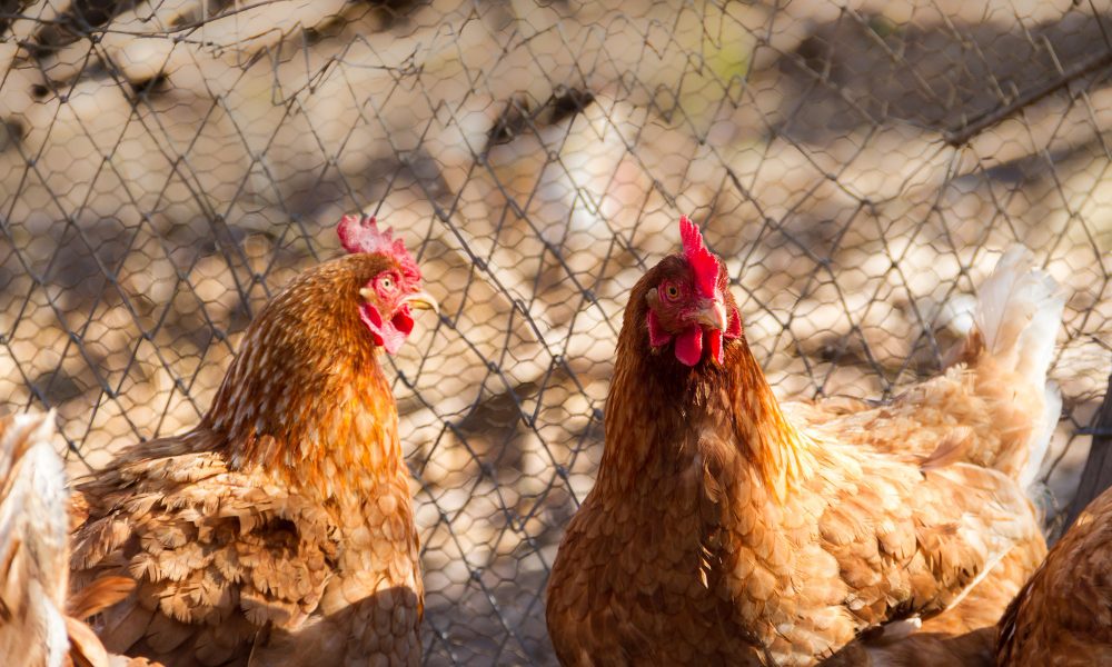 saaudee.com - imagem.freepik