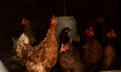 saaudee.com - imagem.freepik