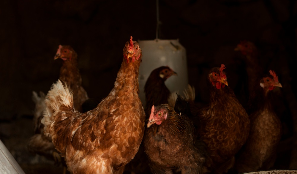 saaudee.com - imagem.freepik