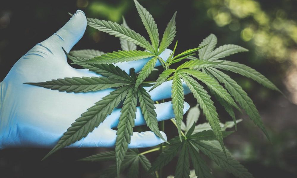 saaudee.com - imagem.pexels