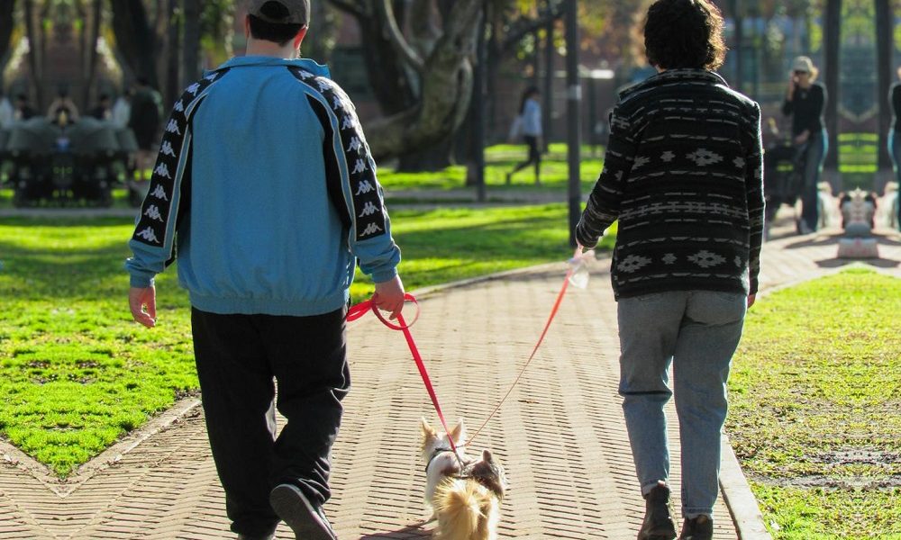 saaudee.com - imagem.pexels