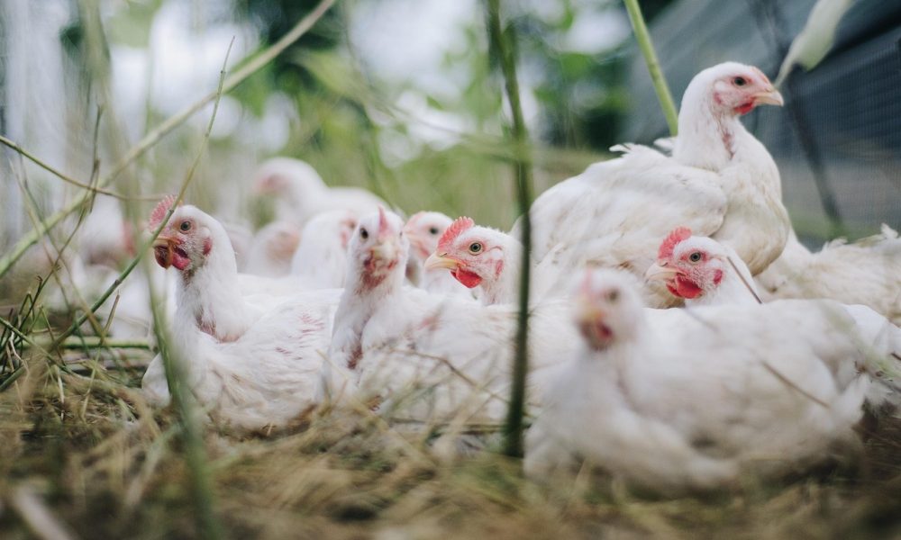 saaudee.com - imagem.pixabay