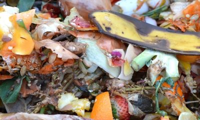 saaudee.com - imagem.pixabay