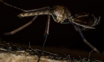 saaudee.com - imagem.pixabay