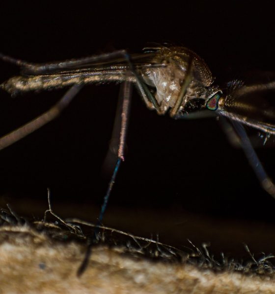 saaudee.com - imagem.pixabay