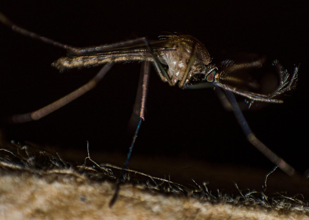 saaudee.com - imagem.pixabay