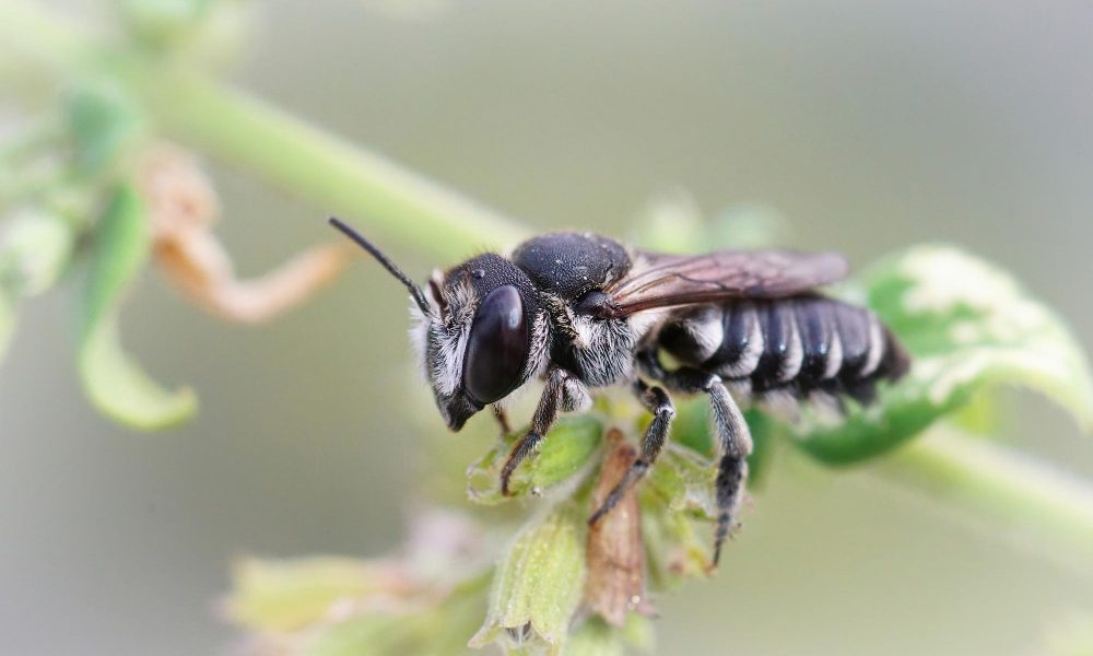 saaudee.com - imagem.freepik