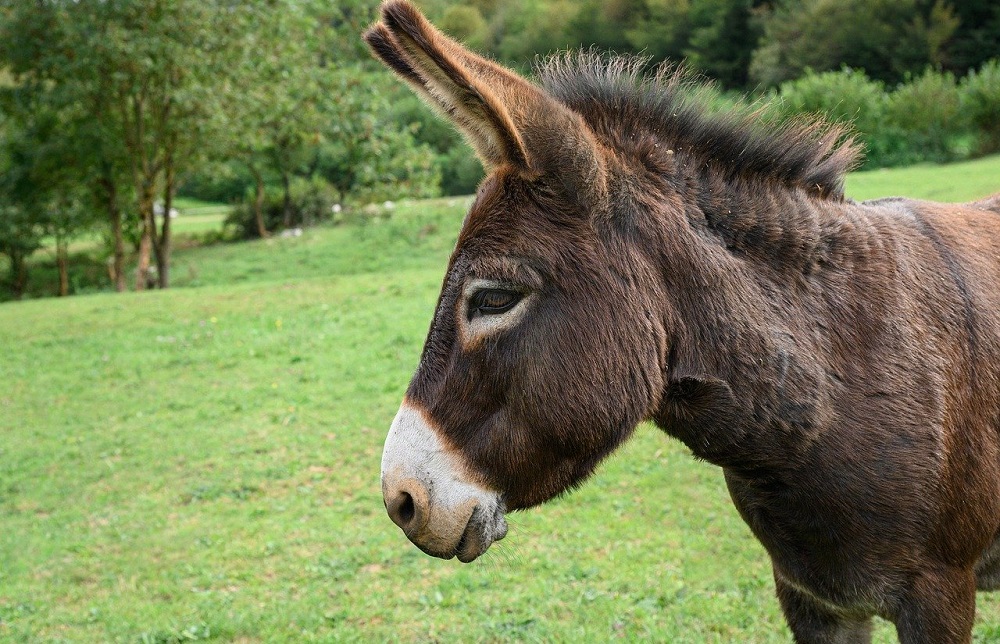 saaudee.com - imagem.pixabay