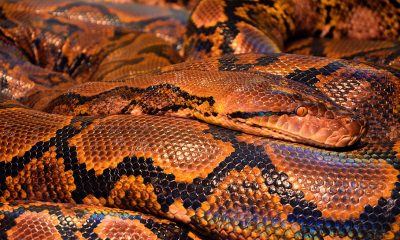 saaudee.com - imagem.pixabay