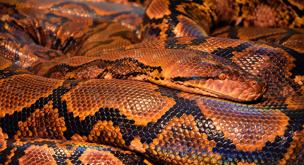 saaudee.com - imagem.pixabay