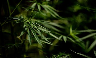 saaudee.com - imagem.freepik