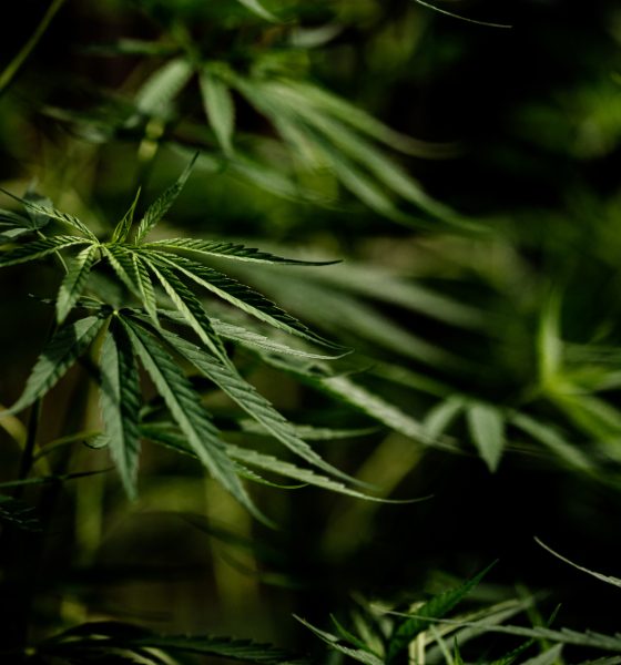 saaudee.com - imagem.freepik