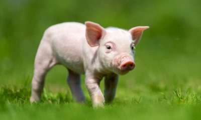 saaudee.com - imagem.freepik