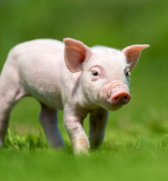 saaudee.com - imagem.freepik